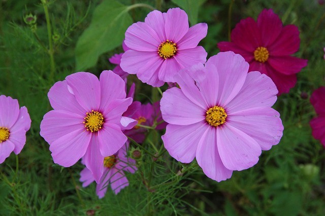 a0123003_994721.jpg