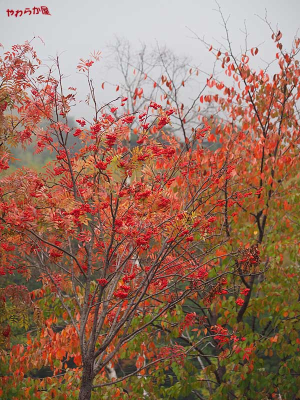 EM-1 @50-200mm (JAPANESE ROWAN)_b0134907_9222611.jpg