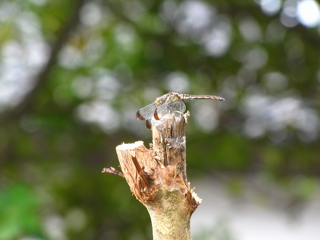 d0037110_21103520.jpg