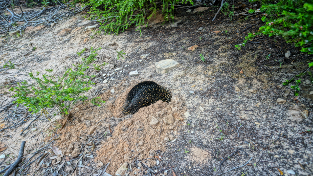 Grampians vol.5_d0183611_2329165.jpg