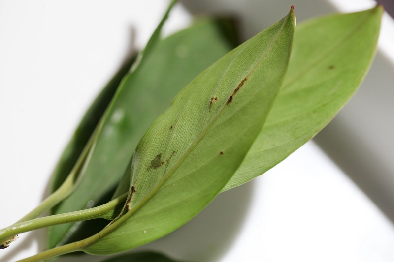 Homalomena sp. \"Ngabang\" Kab.Landak (TB) #1_a0141717_21254197.jpg