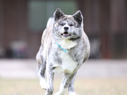 ディニーズガーデンさんで飛行犬撮影会_e0196319_2255268.jpg