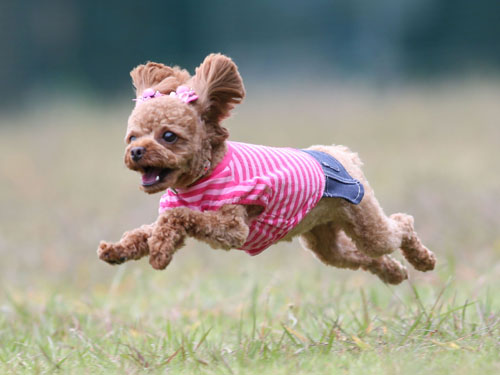 ディニーズガーデンさんで飛行犬撮影会_e0196319_2257629.jpg