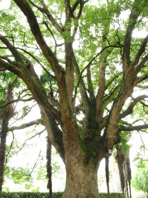 行政書士の遠足♪私市（きさいち）大阪市立大学附属植物園～いわふね自然の森でバーベキュー_f0209122_17523658.jpg