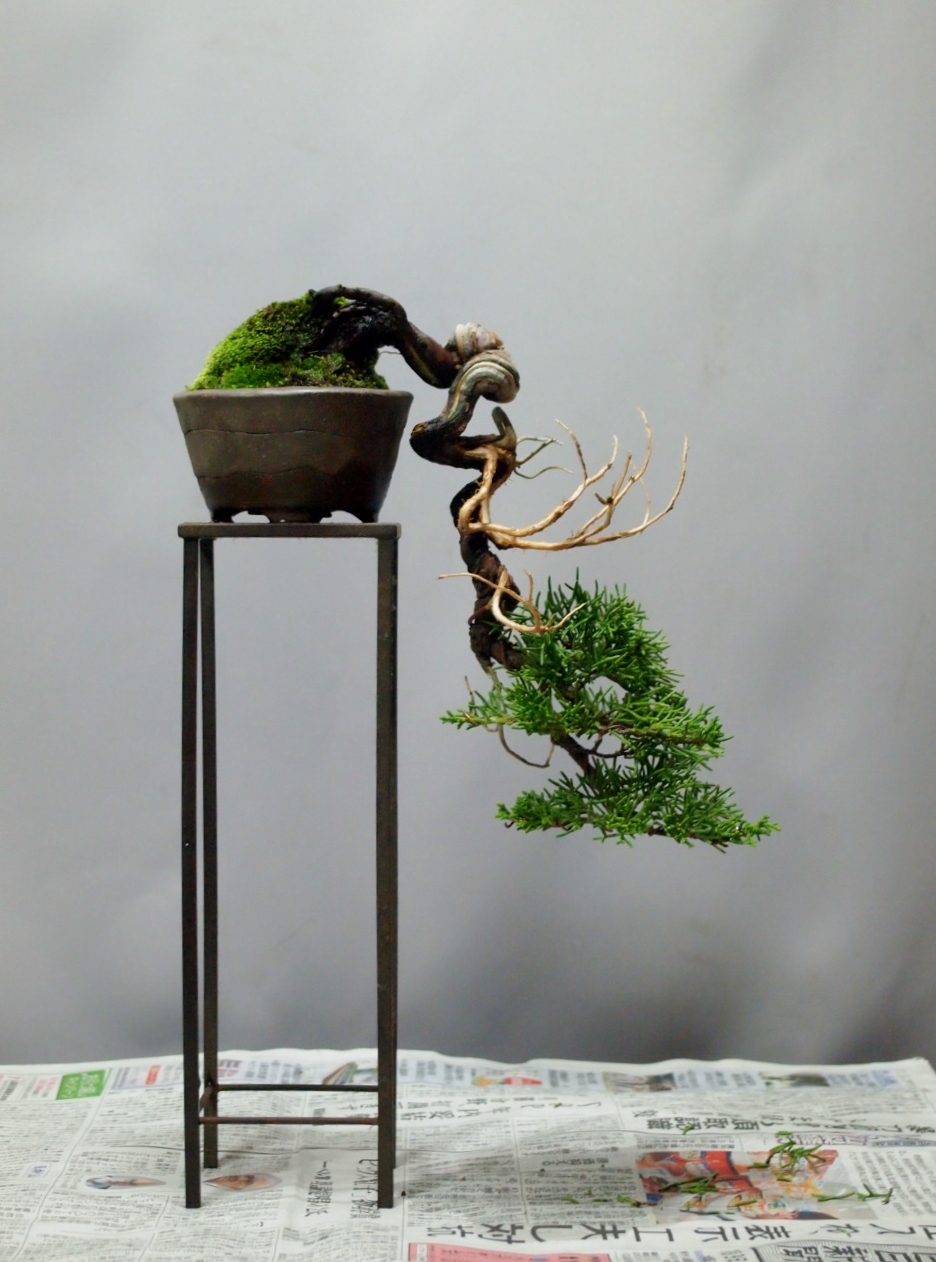 真柏の懸崖 : 雨宮園 ~盆栽・山野草・陶芸~ 趣味が仕事でも・・・ 真柏の懸崖 : 雨宮園 ~盆栽・山野草・陶芸~ 趣味が仕事でも・・・
