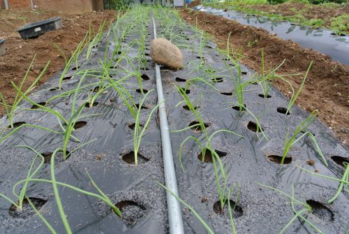 タマネギ植付完了&デジカメ電源の件_c0063348_22213877.jpg