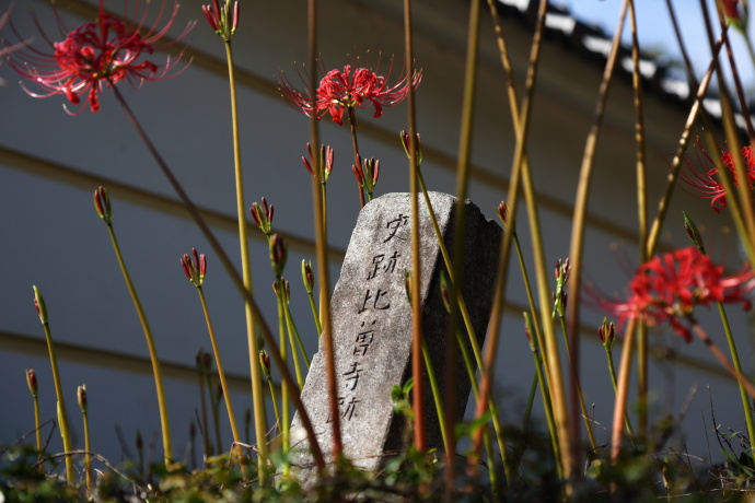 世尊寺 彼岸花 2013 その2_a0176855_22145618.jpg