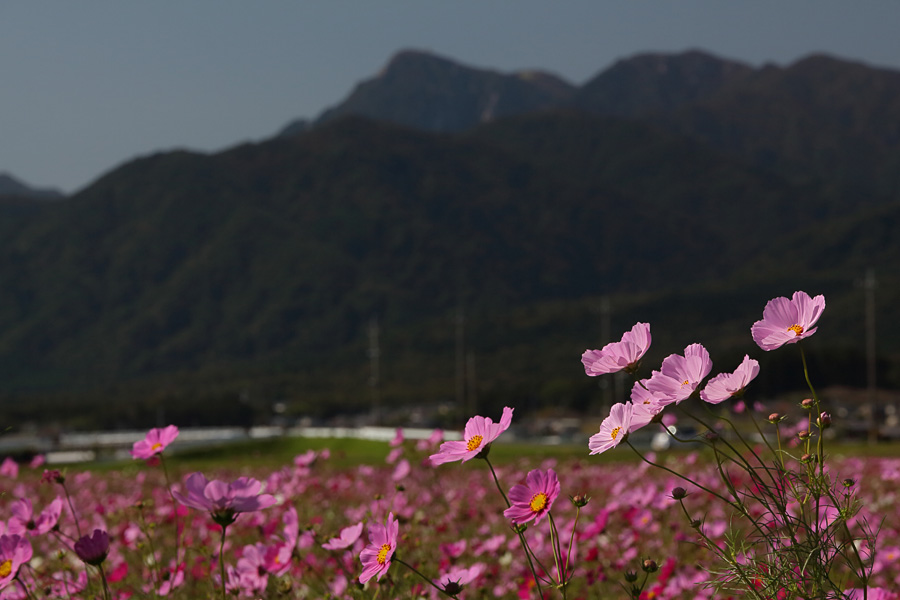 2013.10.13：MJKさんと行く、三岐鉄道沿線でコスモス三昧７_c0007190_19353980.jpg