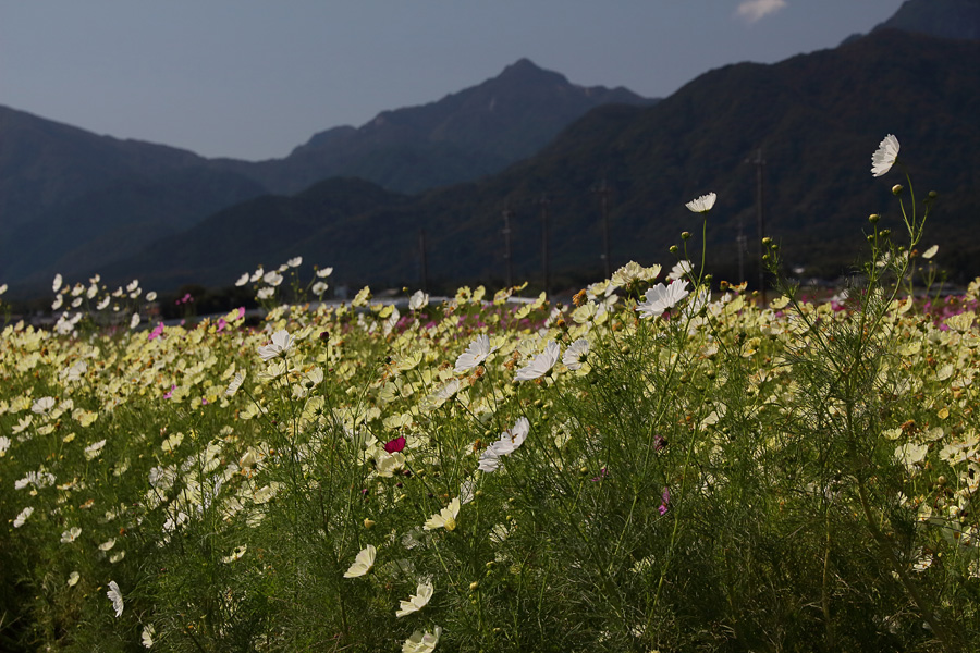 2013.10.13：MJKさんと行く、三岐鉄道沿線でコスモス三昧７_c0007190_19361618.jpg