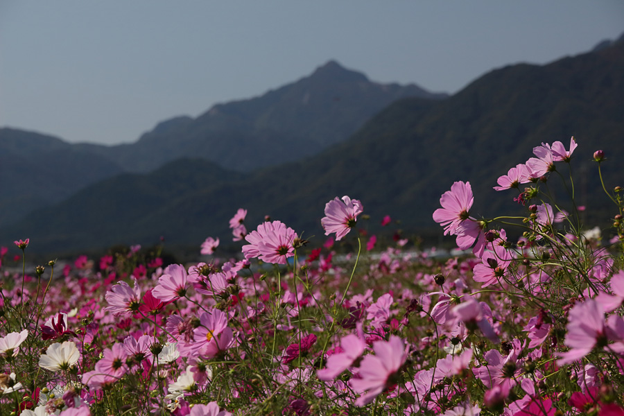 2013.10.13：MJKさんと行く、三岐鉄道沿線でコスモス三昧７_c0007190_1936515.jpg