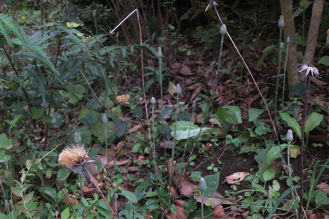 e0070891_1046037.jpg