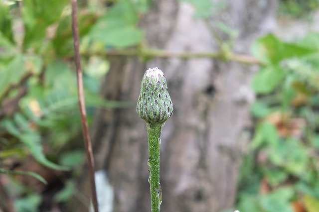 e0070891_10473547.jpg