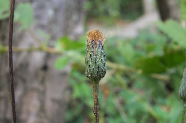 e0070891_10475418.jpg