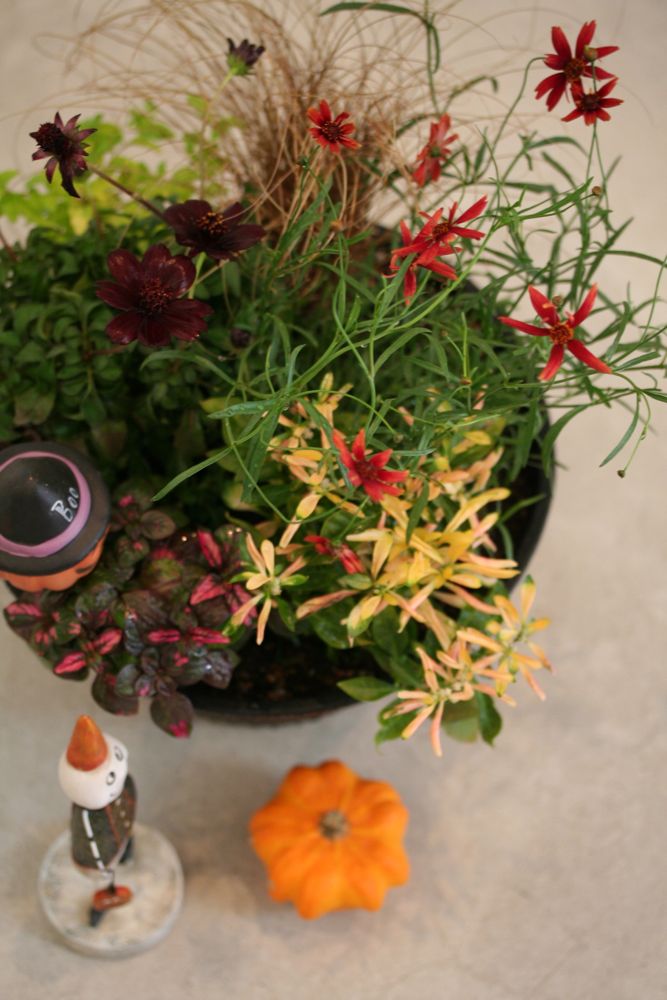 寄せ植え ハロウィンバージョン 小さなお花の教室 寄せ植え ハロウィンバージョン 小さなお花の教室