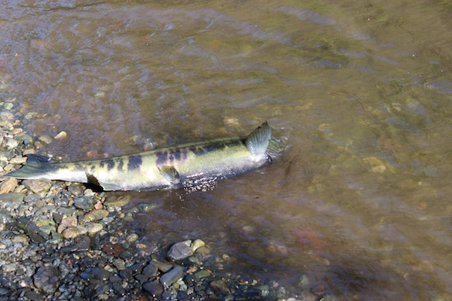 c0306400_013572.jpg