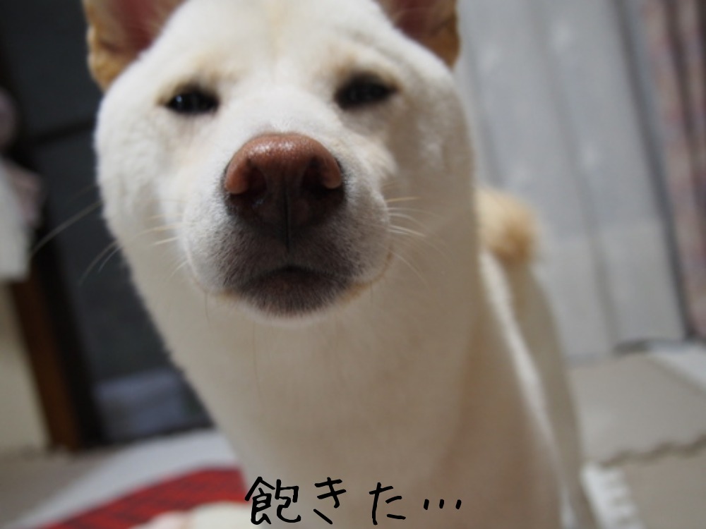 諏訪の小町
