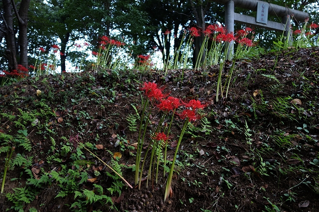 b0147203_22545352.jpg