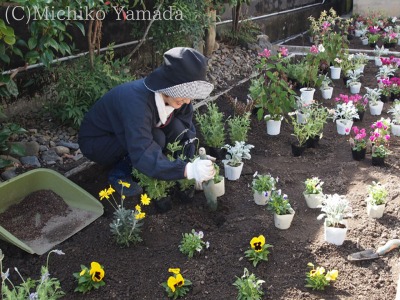 初めてのガーデニング、花壇の植栽_a0139105_2201872.jpg