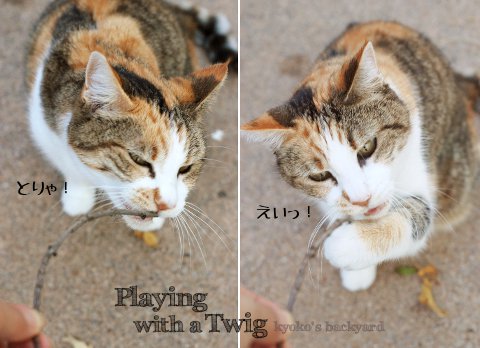 小枝で遊ぶ猫_b0253205_458265.jpg