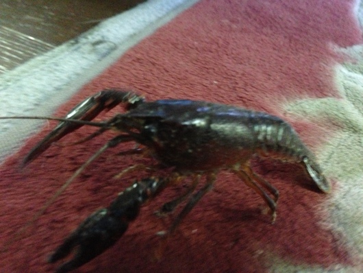 ザリガニの襲撃 ほっと一息 ザリガニの襲撃 ほっと一息
