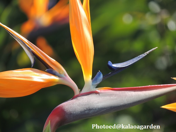 Bird of Paradise(バードオブパラダイス)」　_a0312410_15335296.jpg