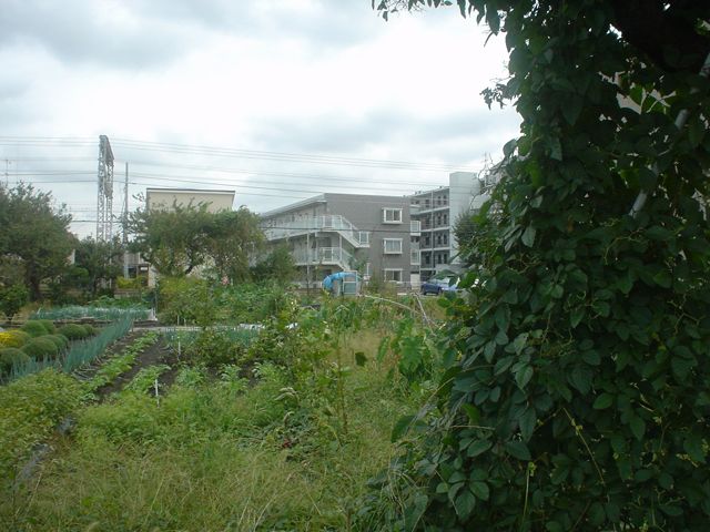 a0136725_41289.jpg