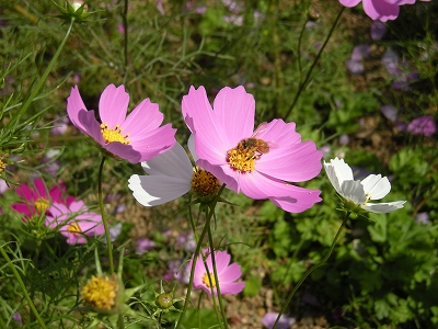 b0259630_933553.jpg