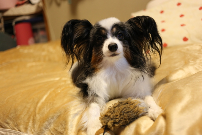 犬も筋肉痛 パピヨン小雪の徒然日記