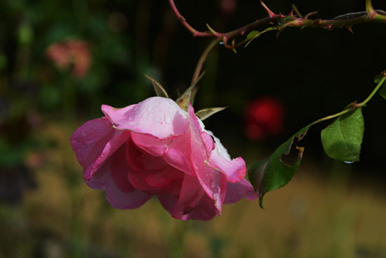 c0093046_83701.jpg