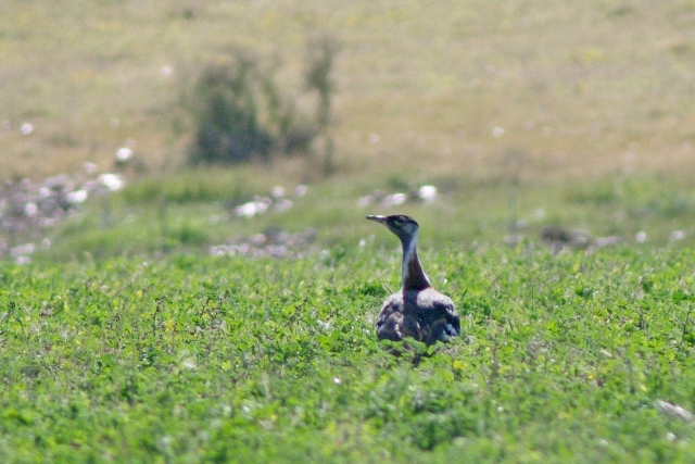 南アフリカの鳥03_b0144049_1738242.jpg