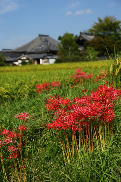 明日香村 彼岸花 2013_a0176855_23552535.jpg