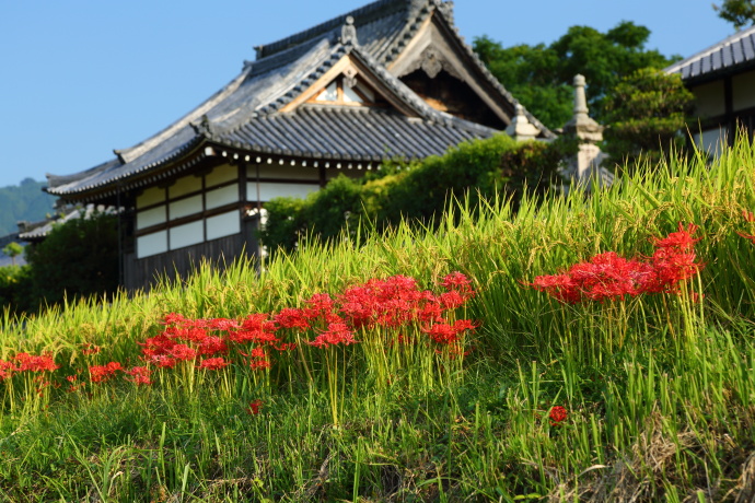 明日香村 彼岸花 2013_a0176855_23565216.jpg