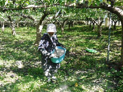 熊本梨 お礼肥えと枝抜き作業_a0254656_1733560.jpg