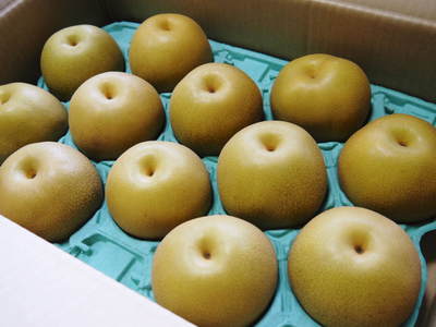 熊本梨 お礼肥えと枝抜き作業_a0254656_17451455.jpg