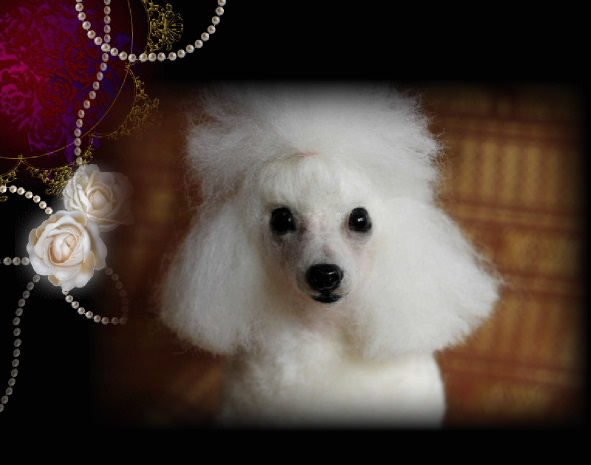 1309041】【1310081】トイ・プードルちゃん : Pal Rozen 作品集