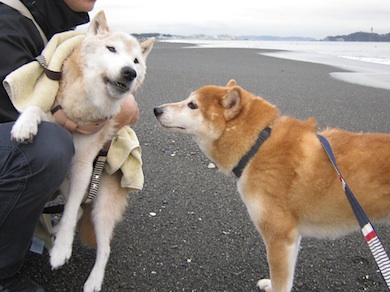 走る アトリエkotori のほほん柴犬日和