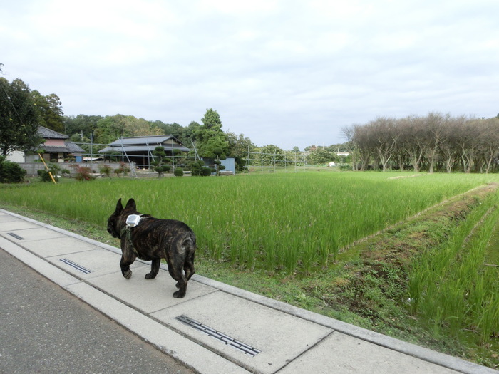 １０月２２日　お尻の写真がありますが特に意味はございません_e0199784_20192696.jpg