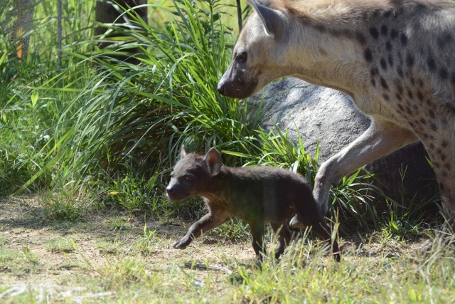 ２０１３年１０月　のいち動物公園　その２　ブチハイエナの双子ちゃん_a0052986_23323524.jpg