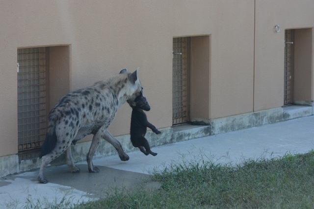 ２０１３年１０月　のいち動物公園　その２　ブチハイエナの双子ちゃん_a0052986_23334355.jpg