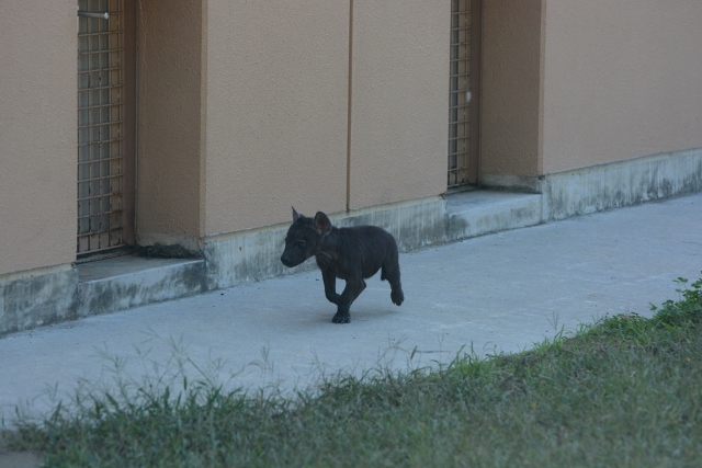 ２０１３年１０月　のいち動物公園　その２　ブチハイエナの双子ちゃん_a0052986_23414011.jpg