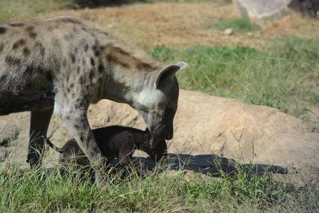 ２０１３年１０月　のいち動物公園　その２　ブチハイエナの双子ちゃん_a0052986_23424275.jpg