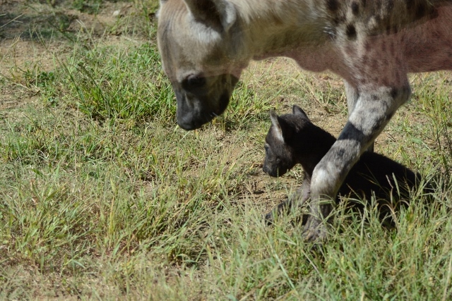 ２０１３年１０月　のいち動物公園　その２　ブチハイエナの双子ちゃん_a0052986_23432094.jpg