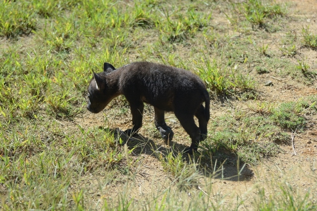 ２０１３年１０月　のいち動物公園　その２　ブチハイエナの双子ちゃん_a0052986_23441011.jpg