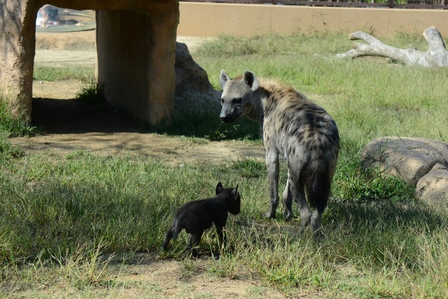 ２０１３年１０月　のいち動物公園　その２　ブチハイエナの双子ちゃん_a0052986_2352383.jpg