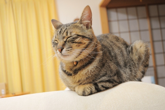 銀ちゃんのお仕事_a0126590_21395529.jpg