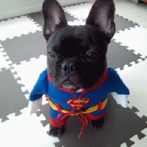 a0149304_1559265.gif