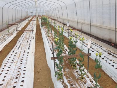 6月26日定植ハウス_d0099708_21222149.jpg