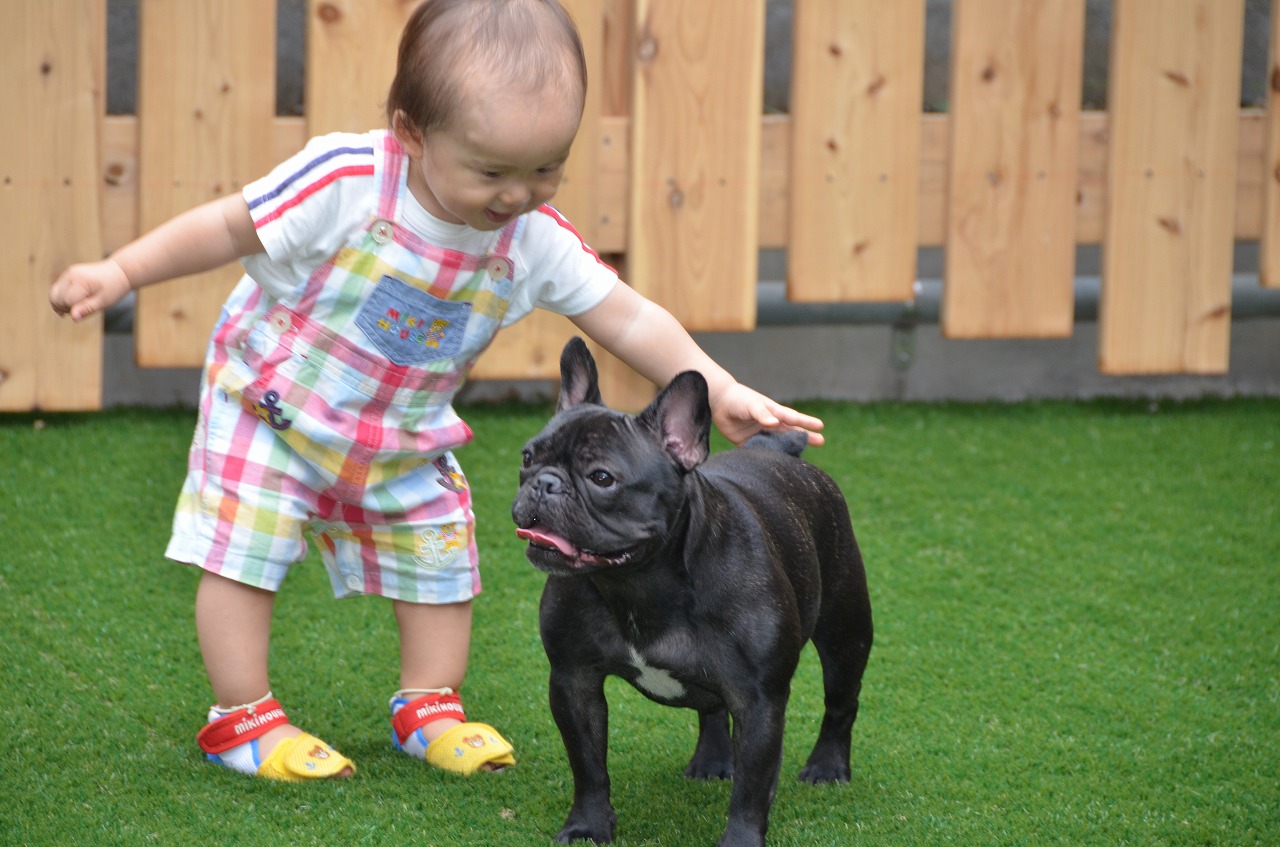 フレンチブルドッグ The Royal Family French Bulldog Breeder