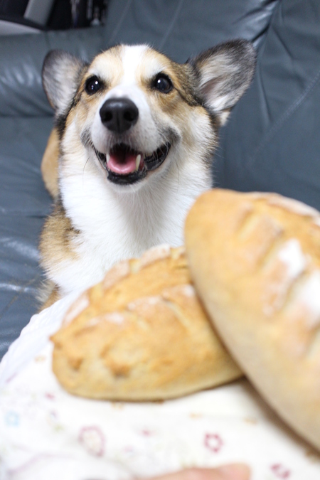 yummy のパン_f0155118_1145177.jpg