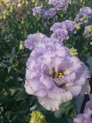 トルコキキョウ_a0256619_9132840.jpg